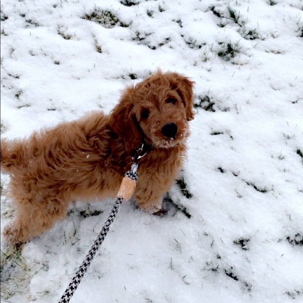 Meet your Posher, Azadae